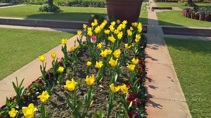 The Mughal Gardens, Rashtrapati Bhavan in Delhi, India