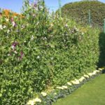 The Mughal Gardens, Rashtrapati Bhavan in Delhi, India