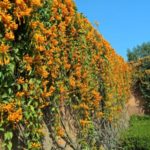 The Mughal Gardens, Rashtrapati Bhavan in Delhi, India