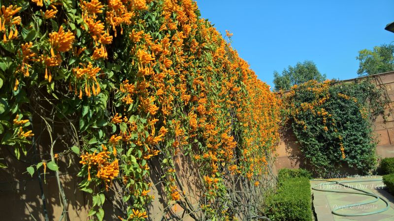 The Mughal Gardens, Rashtrapati Bhavan in Delhi, India