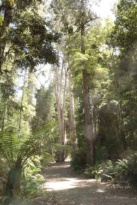 Sight-seeing around Hobart, Tasmania, Australia