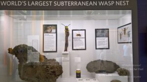 Queen Victoria Museum and Art Gallery, Launceston (Tasmania, Australia)