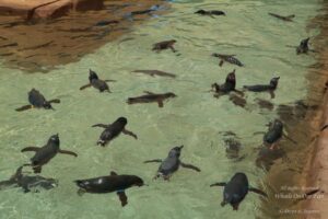 Sea World Tour in Gold Coast, Queensland (Australia) (14)