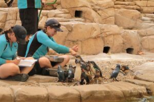 Sea World Tour in Gold Coast, Queensland (Australia) (14)