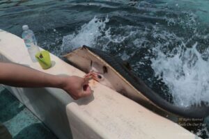 Sea World Tour in Gold Coast, Queensland (Australia) (14)