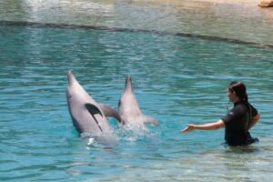 Sea World Tour in Gold Coast, Queensland (Australia) (14)