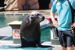 Sea World Tour in Gold Coast, Queensland (Australia) (14)