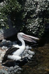 Sea World Tour in Gold Coast, Queensland (Australia) (14)