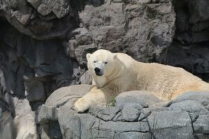 Sea World Tour in Gold Coast, Queensland (Australia) (14)