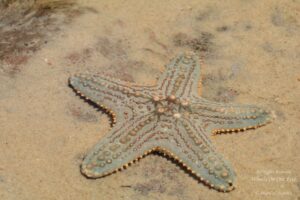 Sea World Tour in Gold Coast, Queensland (Australia) (14)