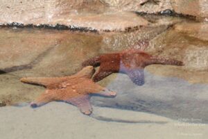 Sea World Tour in Gold Coast, Queensland (Australia) (14)