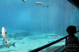 Sea World Tour in Gold Coast, Queensland (Australia) (14)