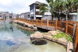 Sea World Tour in Gold Coast, Queensland (Australia) (14)