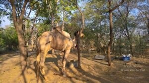 Weekend in Neemrana Fort Palace