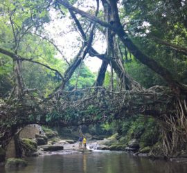Day trip to Living Roots Bridge, Meghalaya