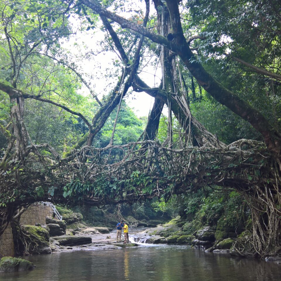 Day trip to Living Roots Bridge, Meghalaya