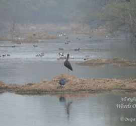 Bird-Watching-in-Basai-Wetlands-and-Sultanpur National Park