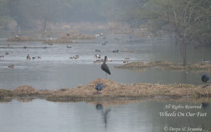 Bird-Watching-in-Basai-Wetlands-and-Sultanpur National Park